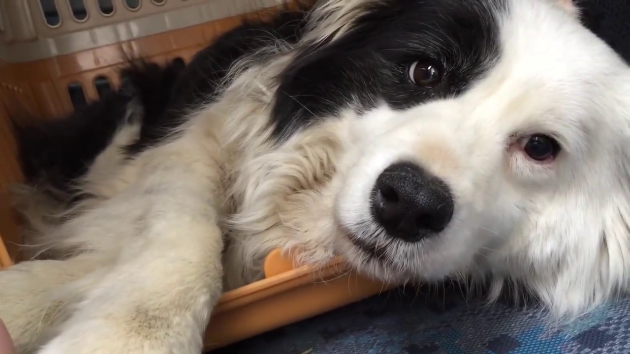 Resultado de imagen para border collie ç¬ é³æ¥½ãè´ã