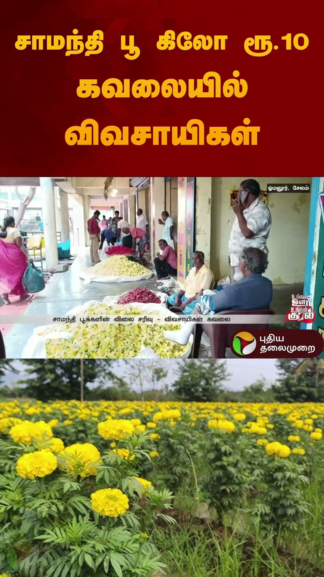 சாமந்தி பூ கிலோ ரூ.10 கவலையில் விவசாயிகள் | #salem | #omalur | #flowers | #shorts