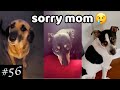 Newest Guilty Dogs Videos | Compilation Of Guilty Dogs