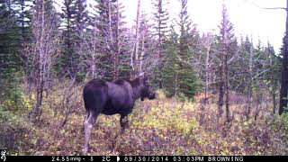 Autumn Moose Pair Grazing