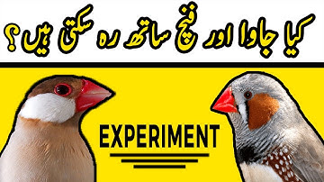 Kiya Java, Dove aur Finch Saath Reh Sakti Hen ? | Urdu/Hindi | Lodhi Birds