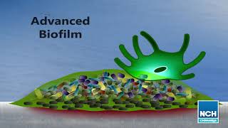 How Biofilms Form