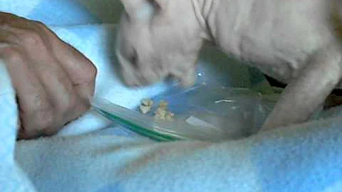 Watch the video about Cornish Rex Cat Eating Rice Crispy Treat...Yum!