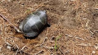 Turtle digging hole in which to lay eggs - part 1