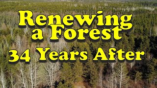 Renewing The Forest On A Shallow Soil Site In The Boreal Forest