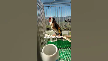المقنين الزين 