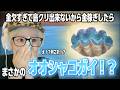 【あつまれ どうぶつの森】#18 海泳いでたらバカでか貝取れたwwwwww