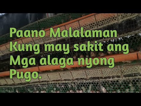 Video: Paano Gamutin Ang Mga Pugo