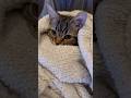 【猫動画】赤ちゃん子猫を毛布で包んだら優勝した‼︎‼︎ #shorts