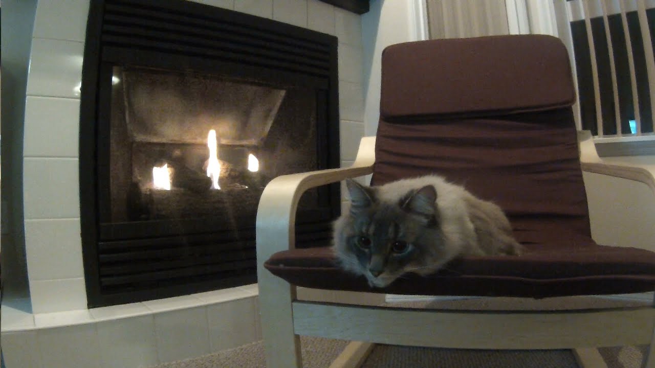 Dope Soda 'Simon The Cat' - Live in Our Jam Space