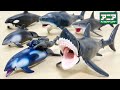 アニア【新作フィギュア】ホホジロザメの大口径ギミック & カマイルカとダイバーのスケール感、マニアも唸る海洋造形美を徹底レビュー!