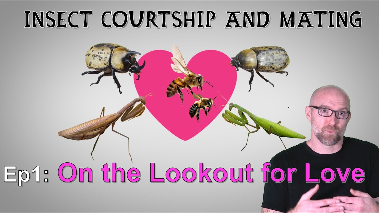 Insect Mating Ep 1: On the Lookout for Love - YouTube