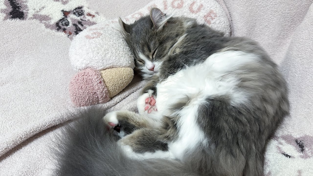 爆睡してたら布団の柄になっちゃった子猫wwww