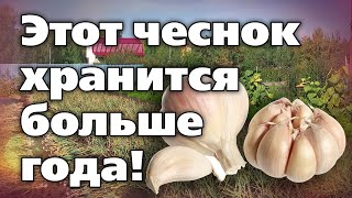 Яровой чеснок. Советы по посадке, выращиванию, хранению