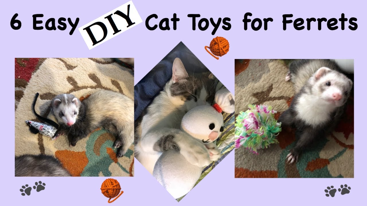 6 Easy Diy Cat Toys For Ferrets You