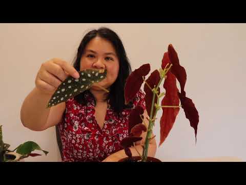 How to propagate Begonia Maculata