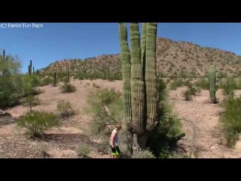 Video: Giant Saguaro-cactus: foto, groeiomgeving, interessante feiten
