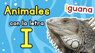 Animales Con La Letra I I✅ANIMALES CON I I Ejemplos de ANIMALES CON I 🐻🐶👀🧠