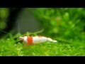 レッドビーシュリンプ 日の丸 赤足 稚エビ Red bee shrimp hinomaru red leg with Lumix GH3