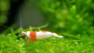レッドビーシュリンプ 日の丸 赤足 稚エビ Red bee shrimp hinomaru red leg with Lumix GH3