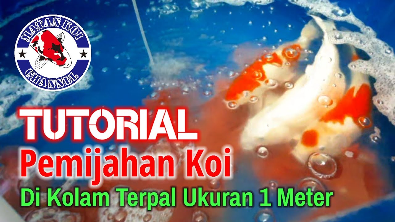 Menjadi Ahli: Proses Pemijahan Ikan Koi di Kolam Terpal Anda Menjadi Ahli: Proses Pemijahan Ikan Koi di Kolam Terpal Anda