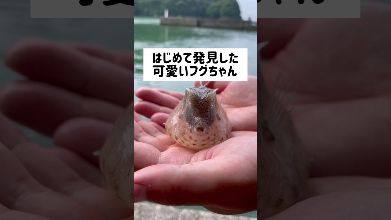 誰か教えてください 名前のない可愛いフグ Youtube
