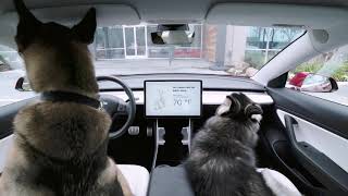 Tesla Dog Mode Introducing Dog Mode