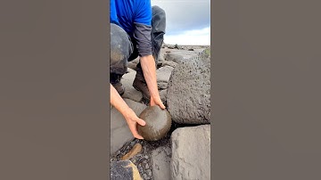 🚨Use code AMMOFOSSIL10 for 10% off!🚨 Here’s one of our Golden Nodules 😍🤯