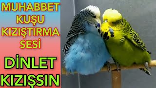 Muhabbet Kuşu Kızıştırma Sesi Muhabbet Kuşu Sesi Muhabbet Kuşu Çiftleşme Sesi Quş Səsi