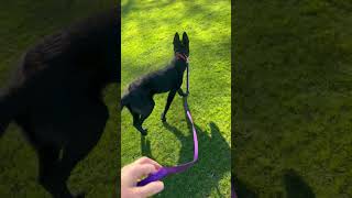 Working with new puppy with reactivity issues and eating issues at the park by Ruff Beginnings Rehab Dog Training and Rescue 143 views 3 months ago 5 minutes, 4 seconds