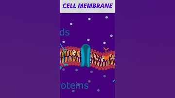 Cell Membrane#Shorts (Biology)