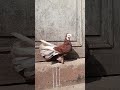🎉Fantail for sale in Odisha 💯|| kabutar in sale❤️ || #pigeonsale #shorts
