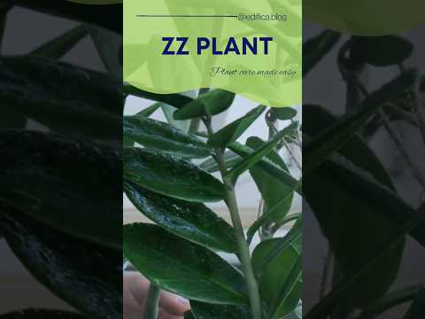 Vídeo: ZZ Plant Care Instruções: Como Cultivar Plantas ZZ