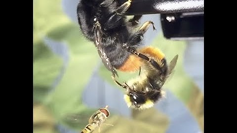 Mating Bumblebees (Bombus Lapidarius) and the Hoverfly (Episyrphus Balteatus)
