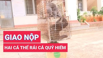 Người dân giao nộp rái cá quý hiểm
