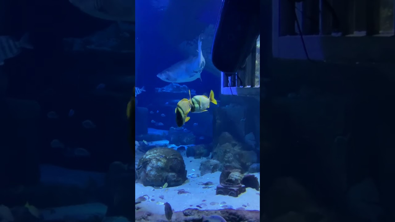 Porkfish and Porkfish