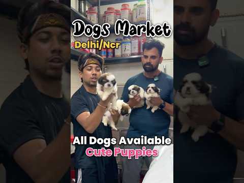 Dog Pet Market Delhi 2026| Low Price Puppy For Sale | Dog Market in India #shorts #shortsfeed #puppy