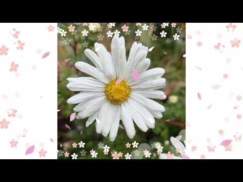 пісніукраїни Ромашки слова Зіновії Равшер у співпраці з Аліною Зіньковською за версією 5 Suno