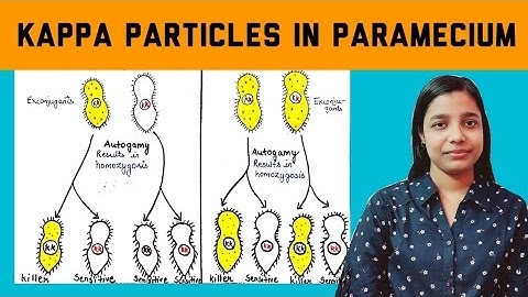 kappa particles in paramecium | cytoplasmic inheritance