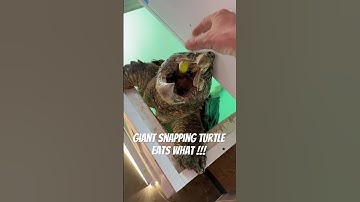 Insane Alligator Snapping Turtle eating fruit ! #shorts #turtle #cool