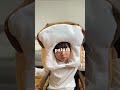 100均で買える材料だけで食パンの被りもの #Shorts