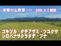 津軽の山野草111(ｺﾞｷﾂﾞﾙ・ﾀﾁｱｻﾞﾐ・ﾂﾕｸｻ・ｼﾛﾊﾞﾅｻｸﾗﾀﾃﾞ・ﾌﾞﾅ)