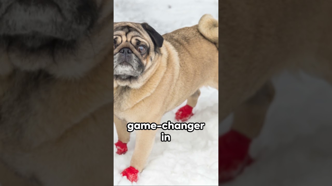 Winter Care for Your Furry Friends 