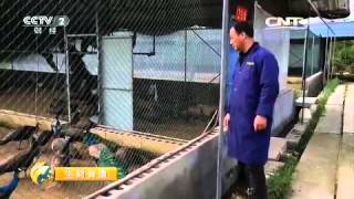20150514 生财有道  蓝孔雀飞出百万财