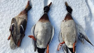 Parlama Ördek Avı Rüya Gibi Pozisyonlar Bonus Kekliklerduck Hunting In Snowутиная Охота