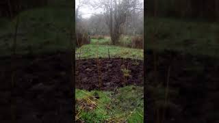 Willow wigwam