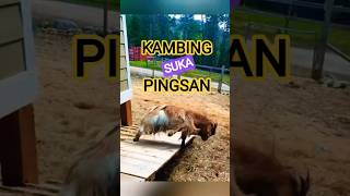 Kambing pingsan(fainting goat) #animals #faktaunik #knowledge #wildlife