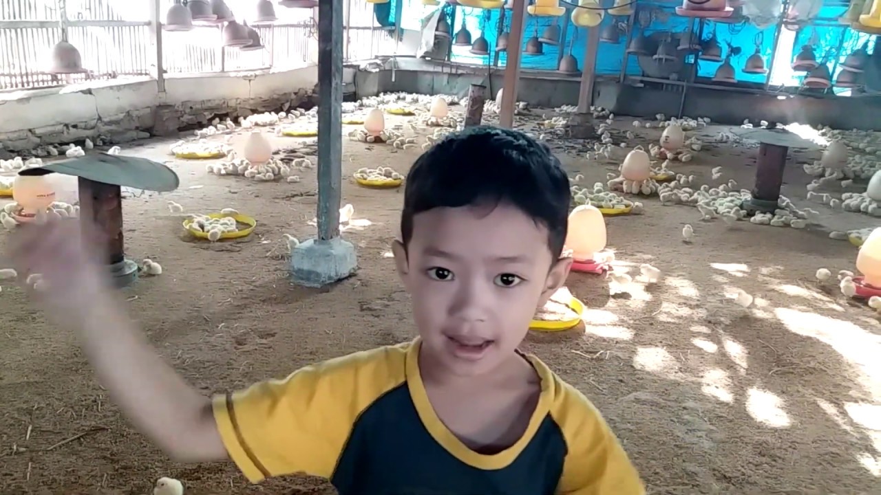 LAGI DI PETERNAKAN AYAM | PETUALANGAN HARAZ 