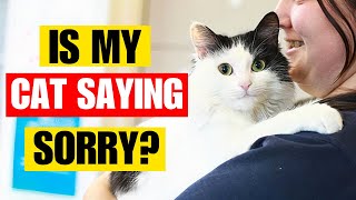 How Do Cats Say Sorry To Their Owners? | Kitten Munch Answers by Kitten Munch 1,481 views 2 months ago 8 minutes, 1 second