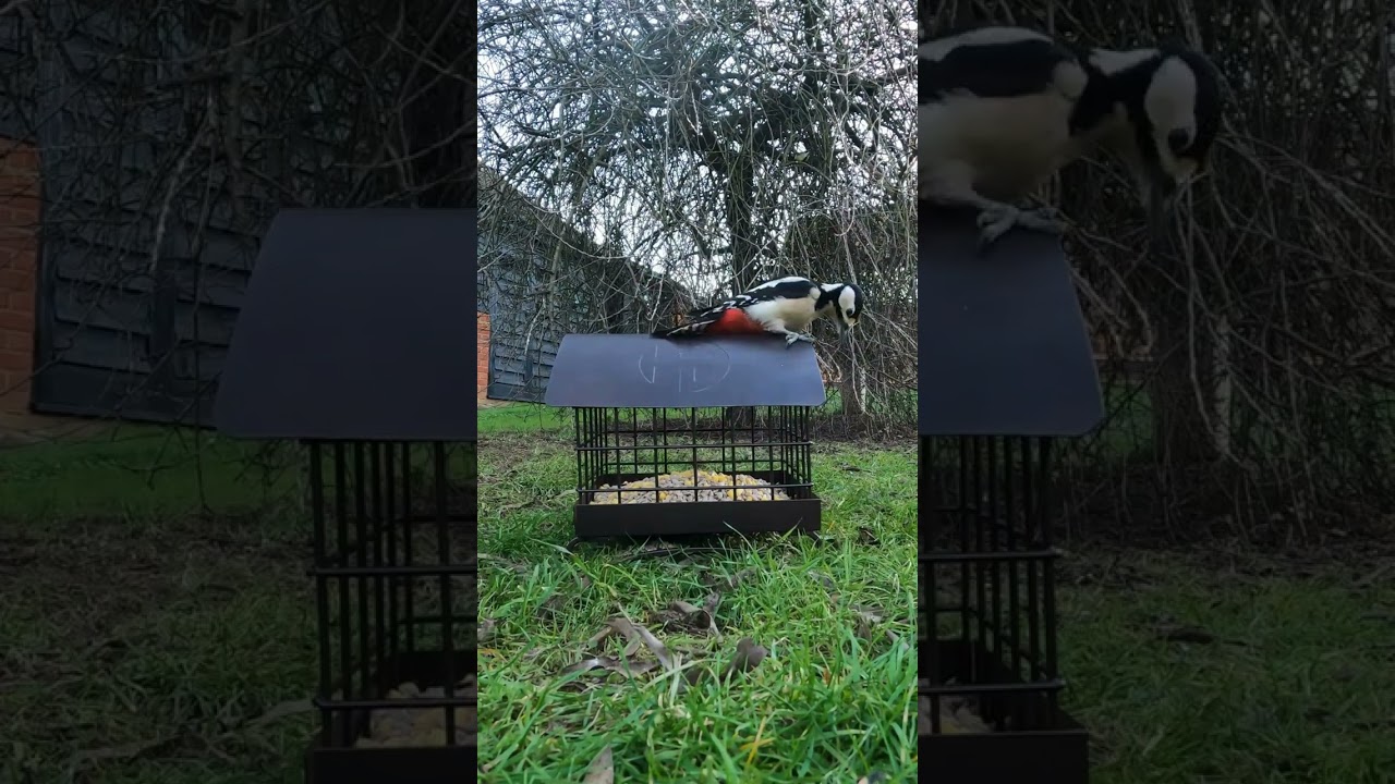 Heritage Ground Feeder | Bird Feeding